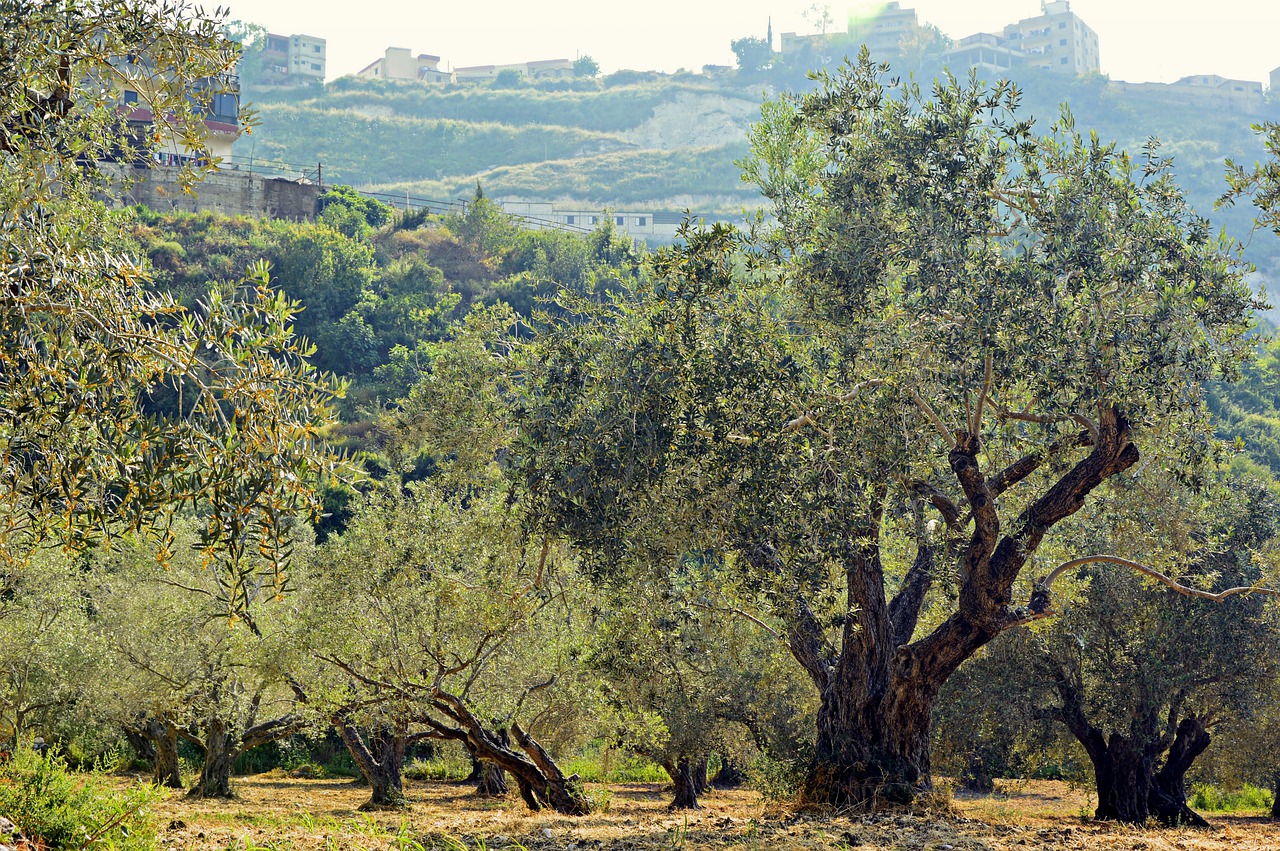 olive trees  trees  olive grove free photo