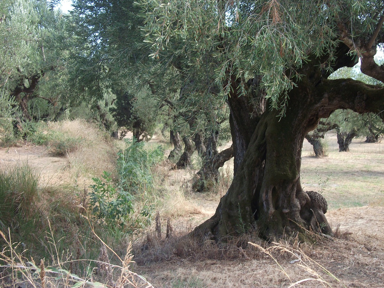 olive trees trees nature free photo