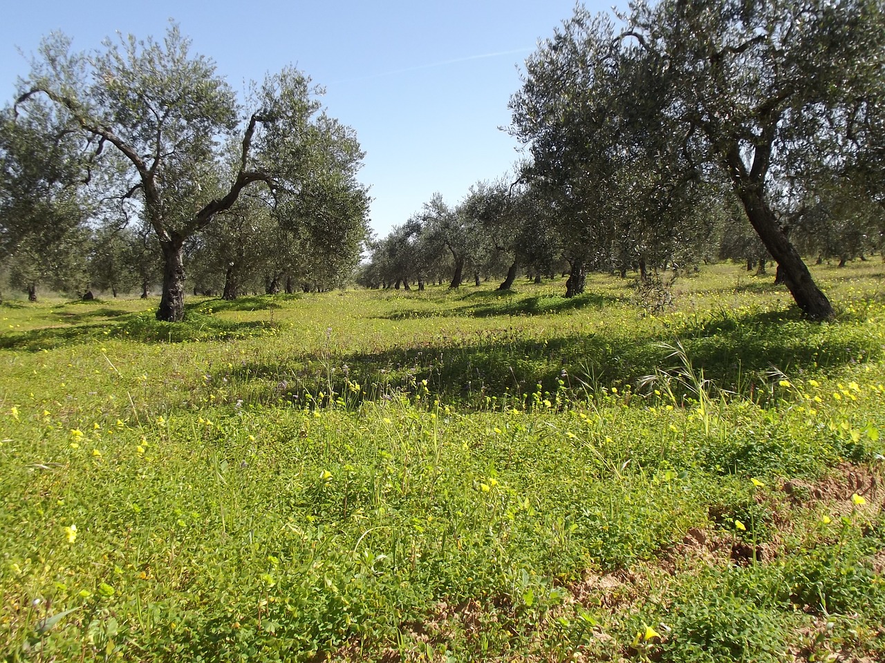 olive trees olive field of olive trees free photo