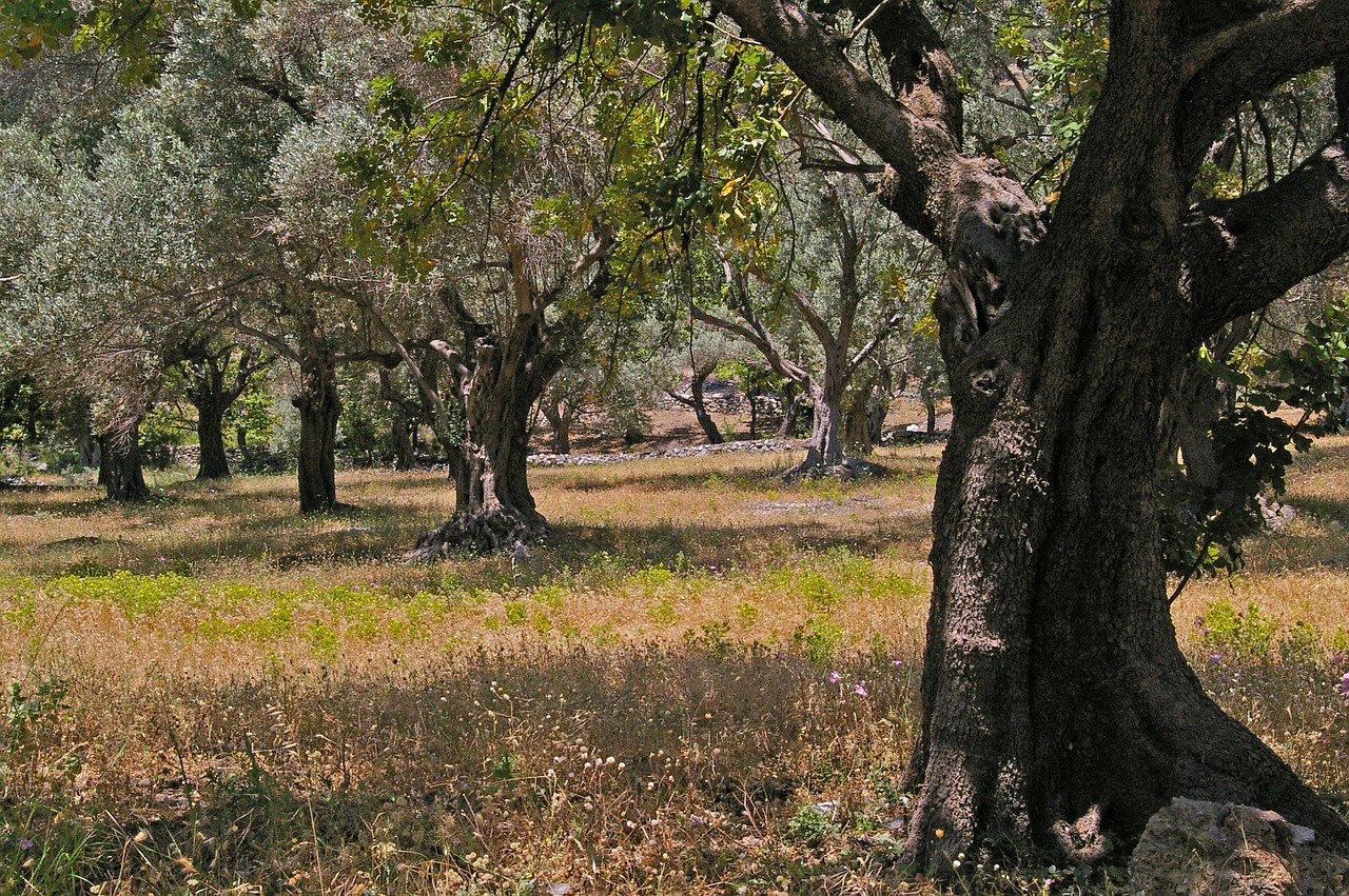 olive trees old olive tree free photo