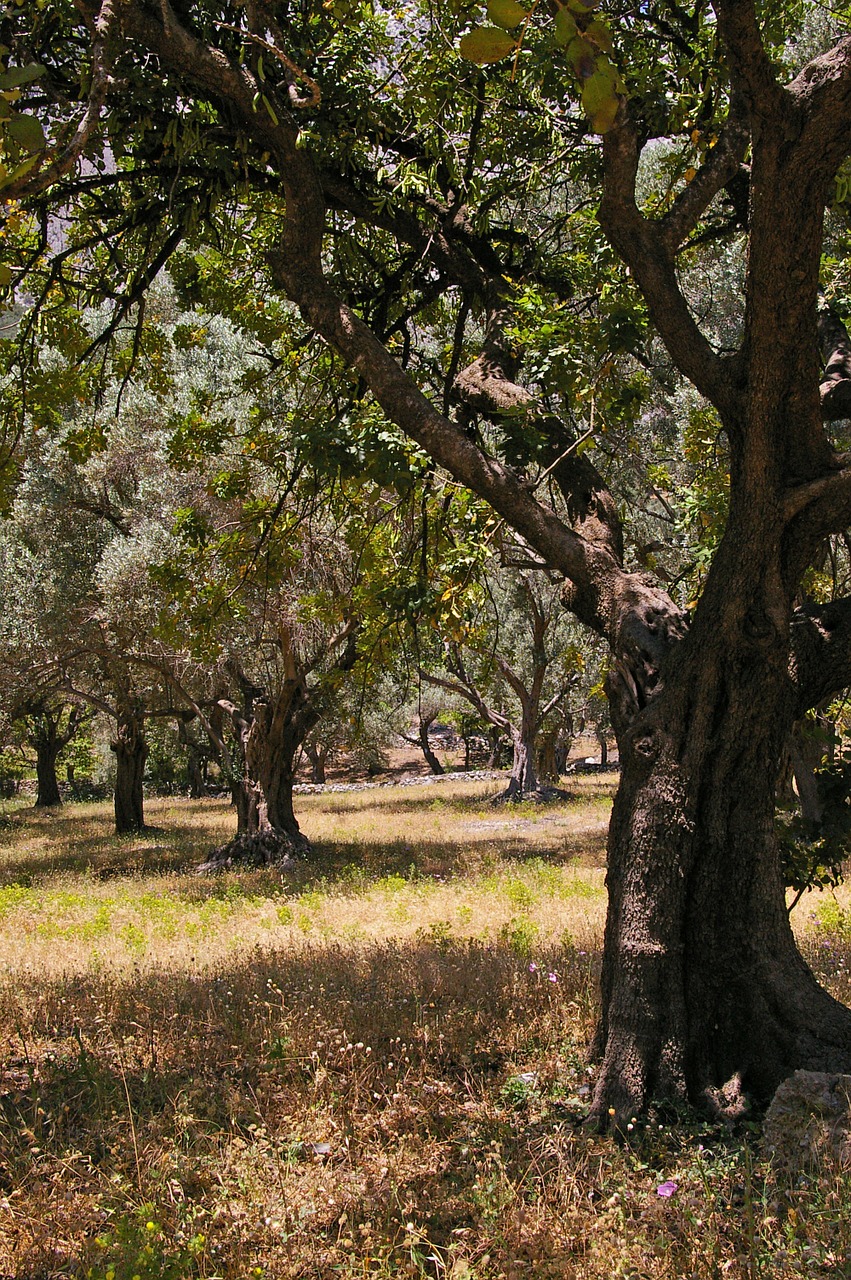 olive trees old olive tree free photo