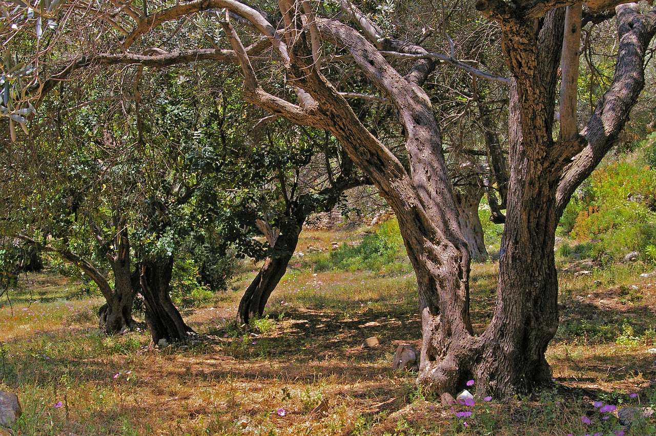 olive trees old olive tree free photo