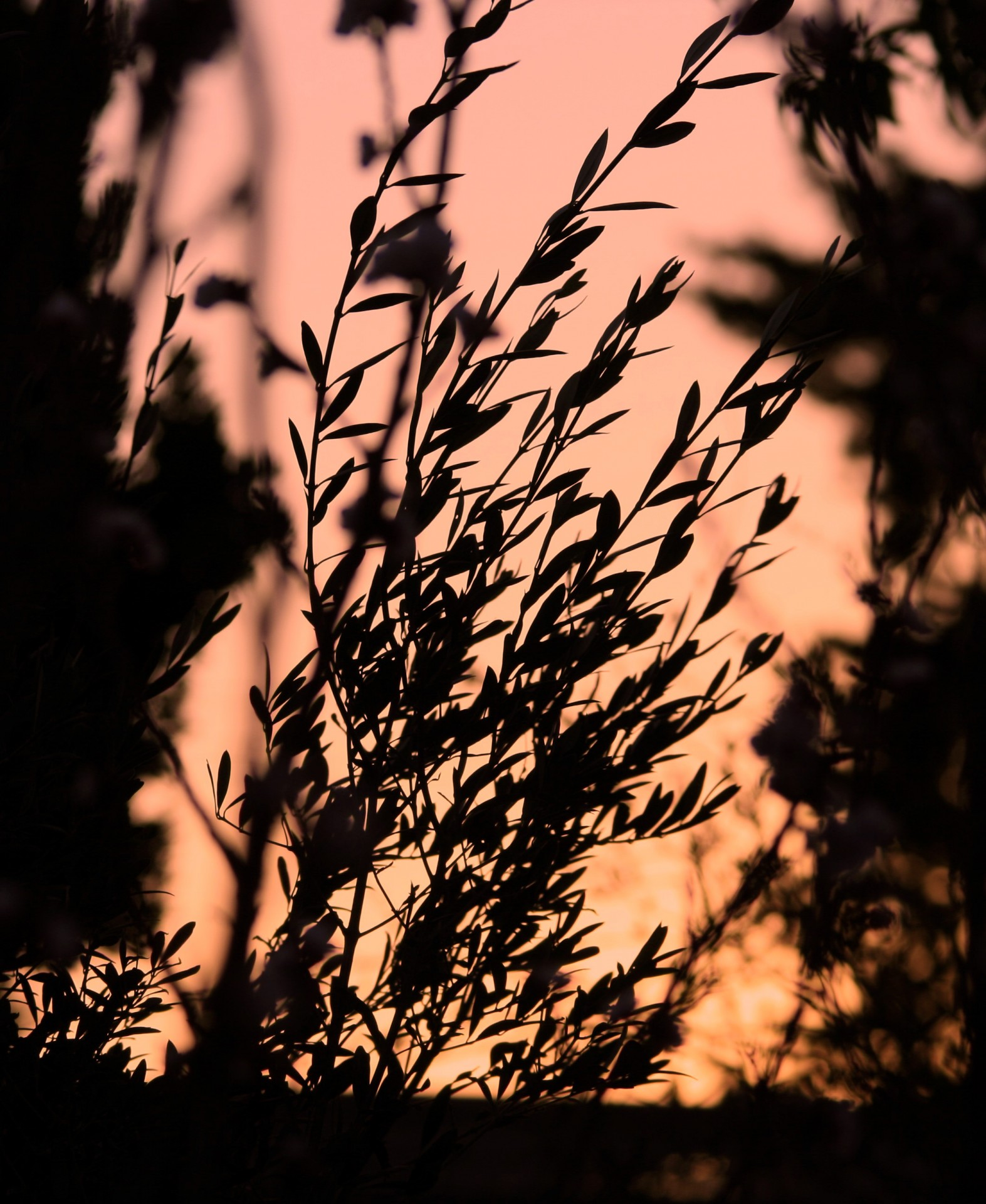 sunset tree olive free photo