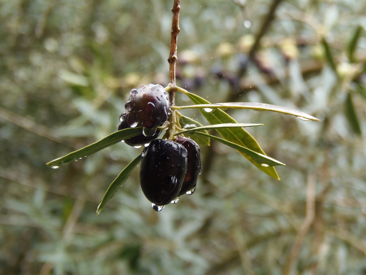olives nature rain free photo