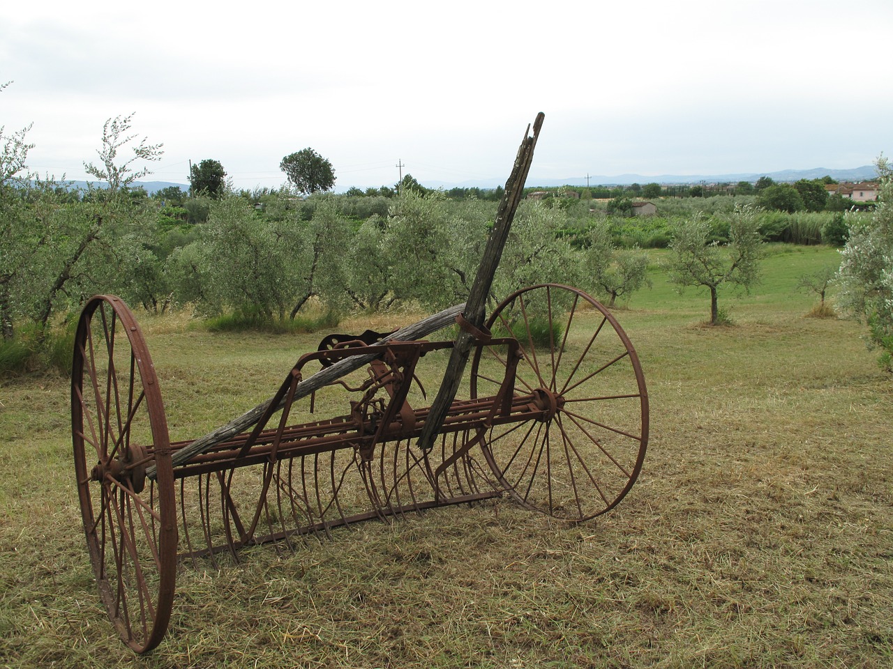 olives orchard farmland free photo