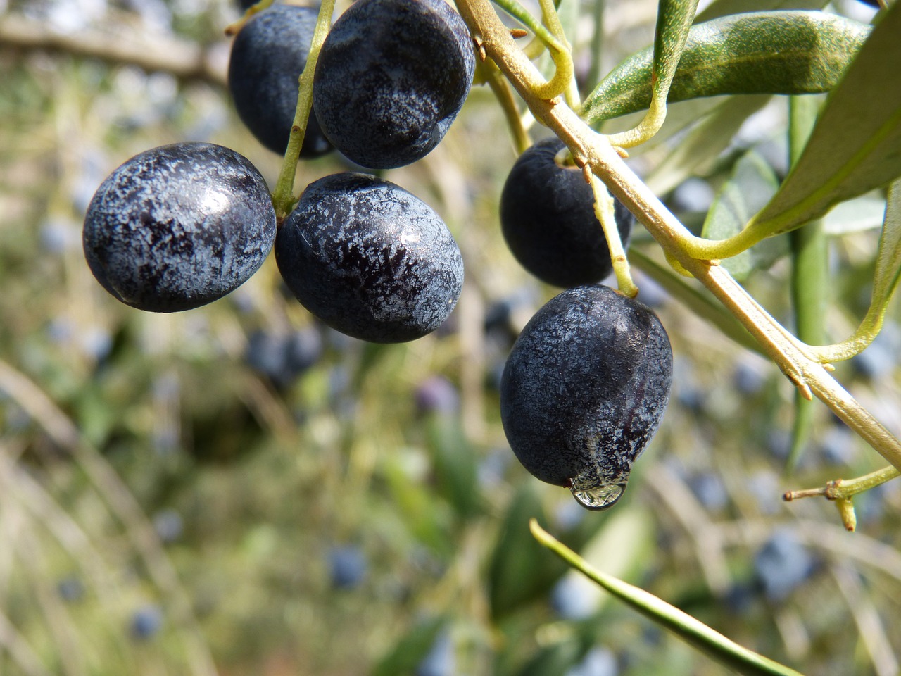 olives mature olive free photo