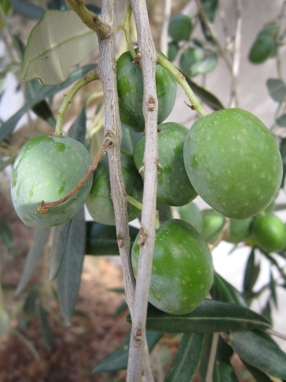 olives olive tree branch free photo