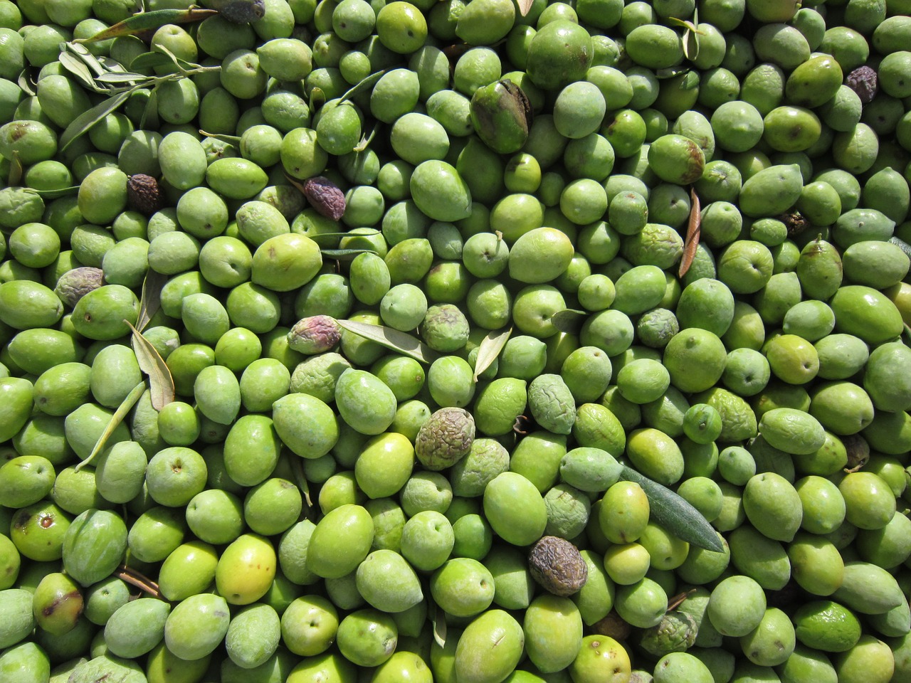 olives olives harvested fresh olives free photo