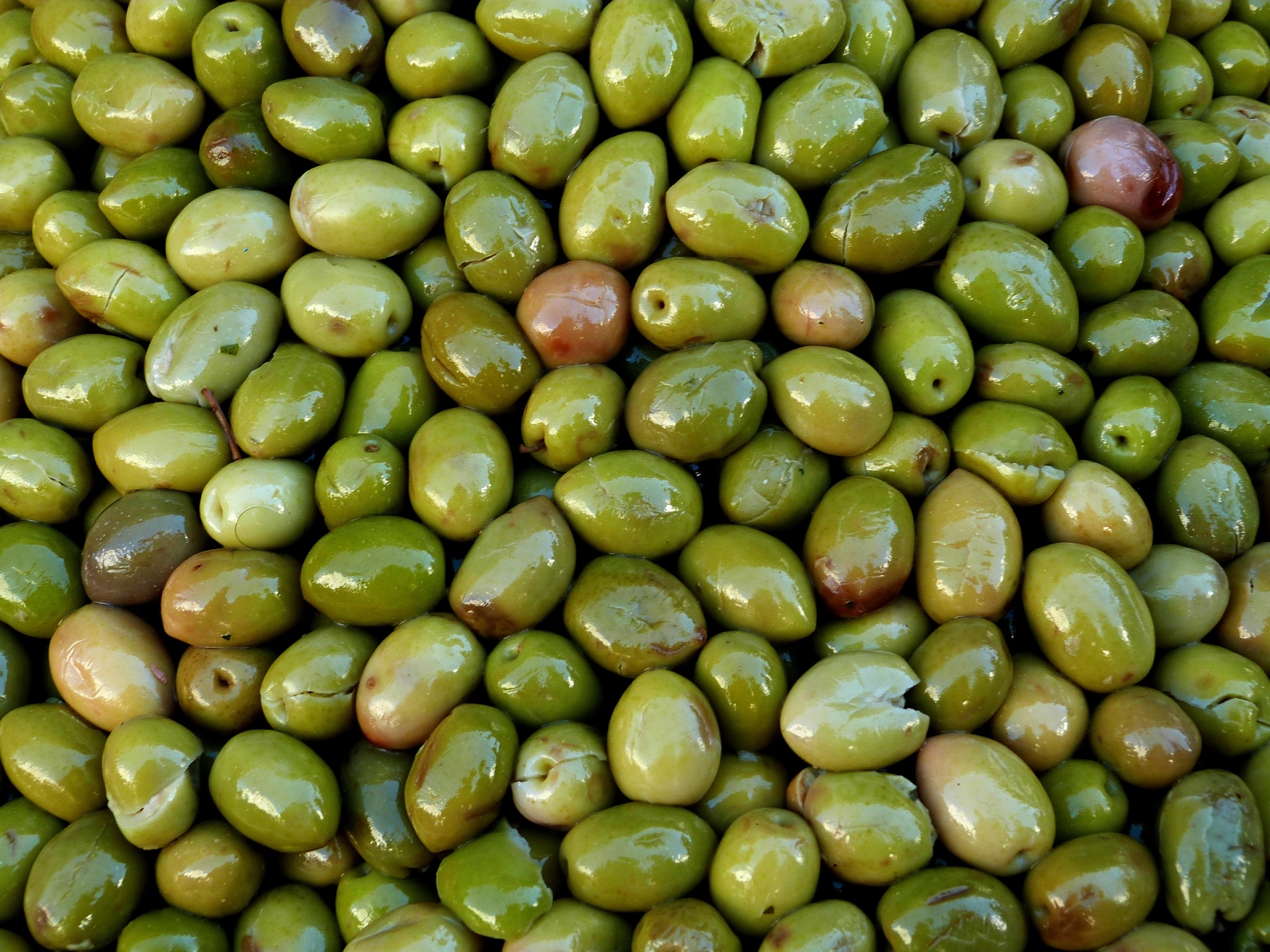 olives harvest agriculture free photo