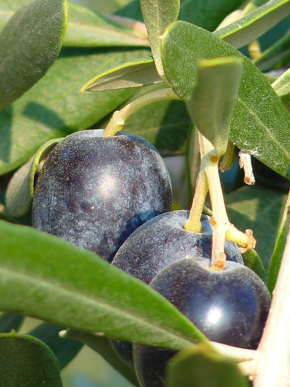 olives fruit olive tree free photo