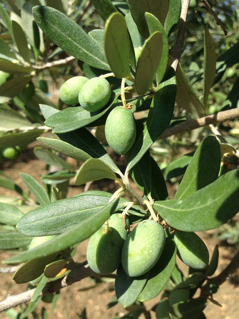 olives olive tree sicily free photo