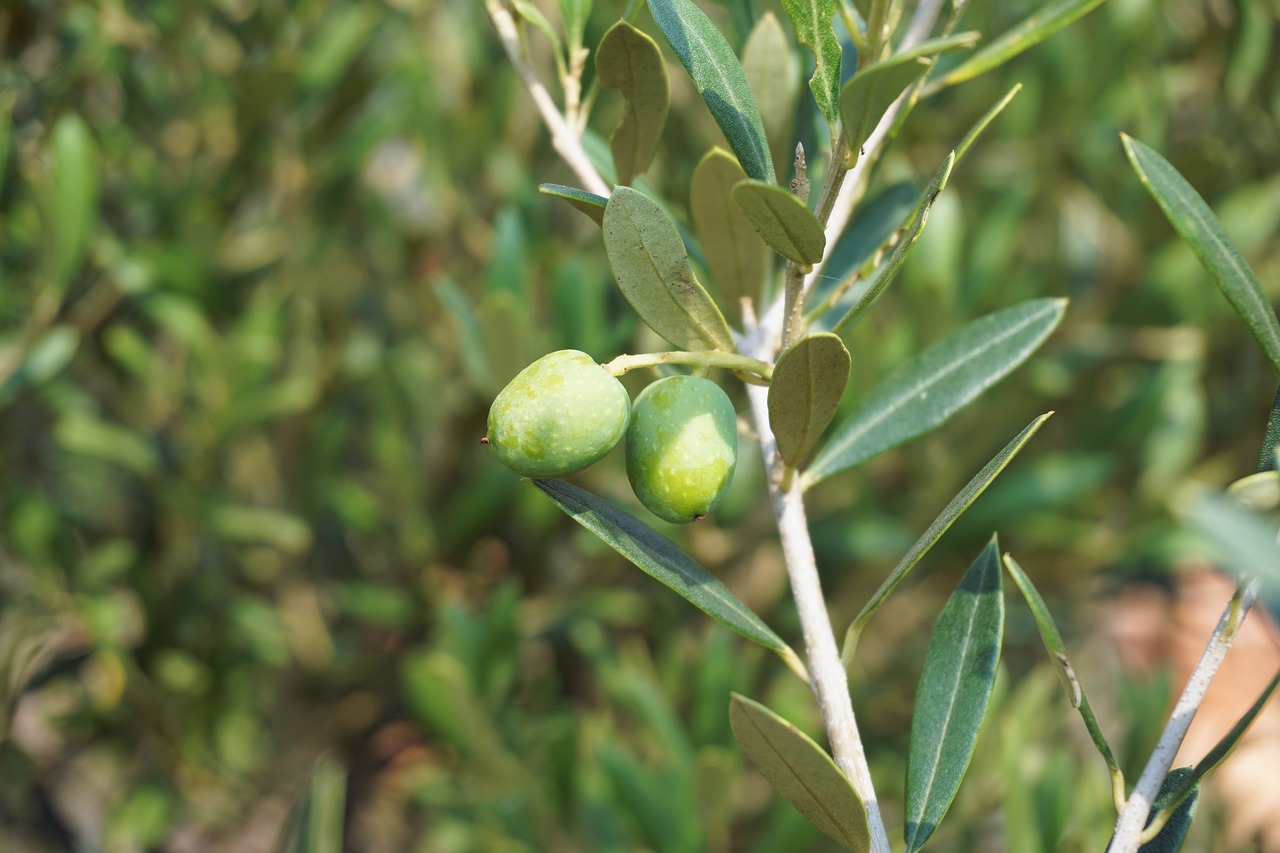 olives olive tree olive branch free photo