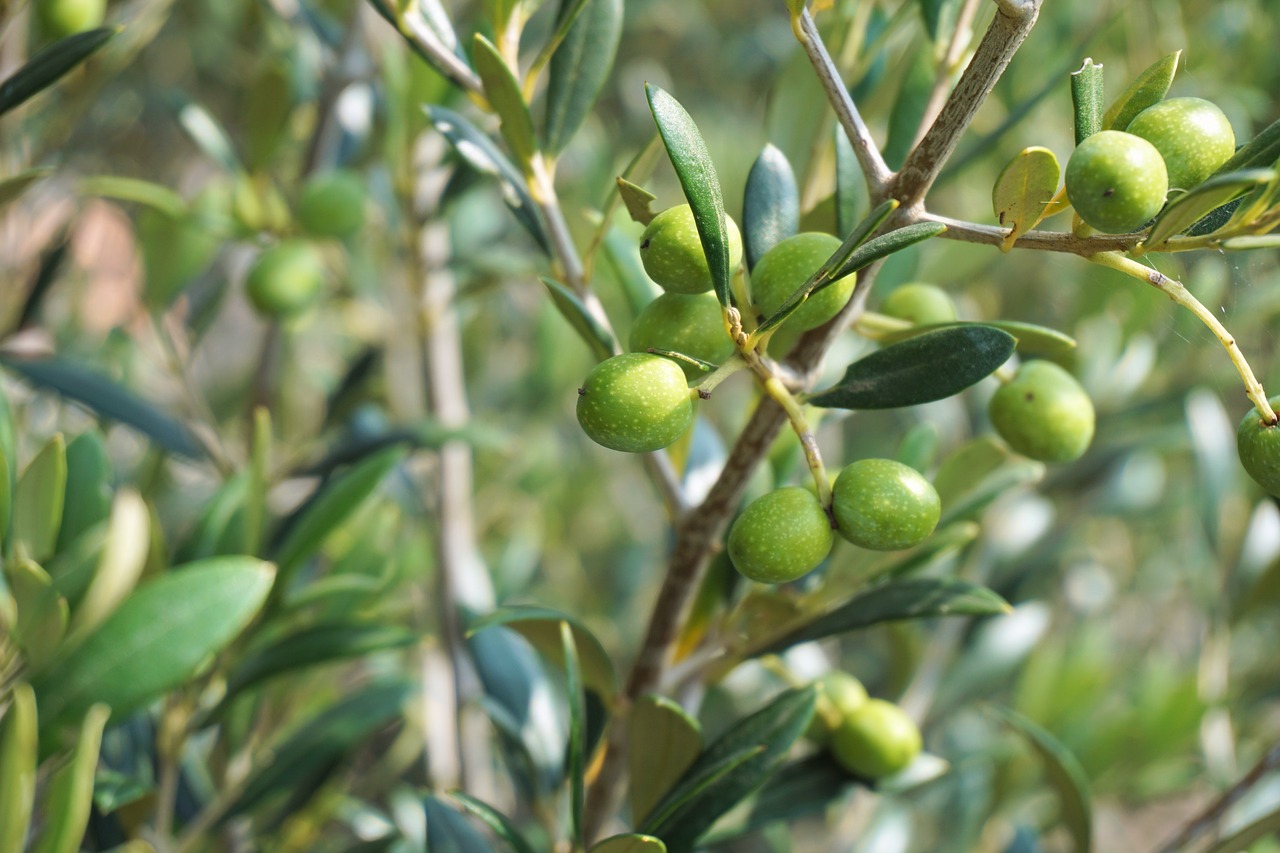olives olive tree olive branch free photo