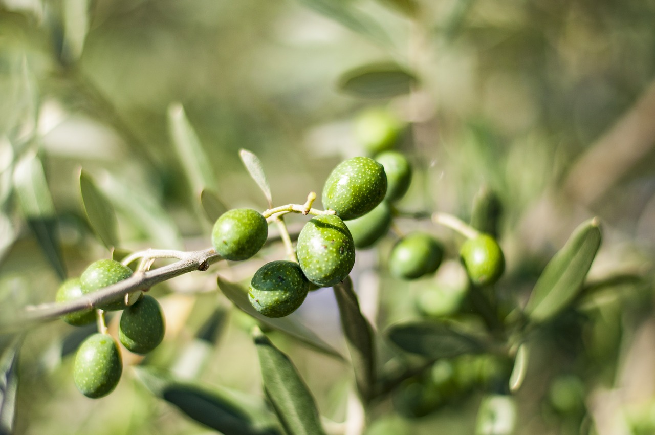 olives tree olive tree free photo