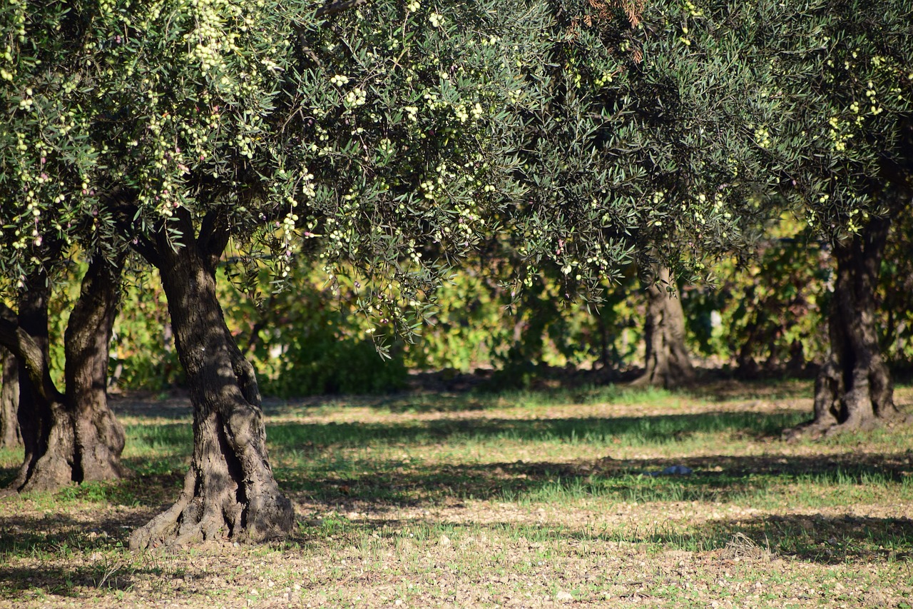 olives olive tree nature free photo