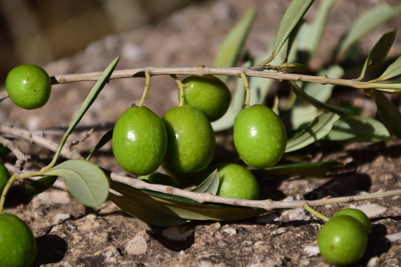olives green green olives free photo