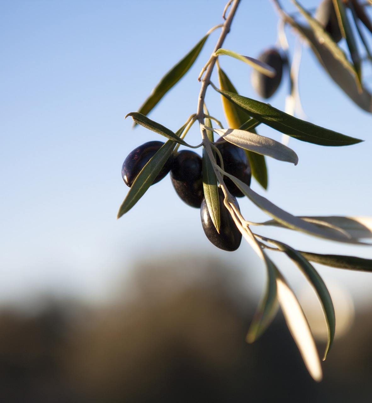 olives olivas fruit free photo