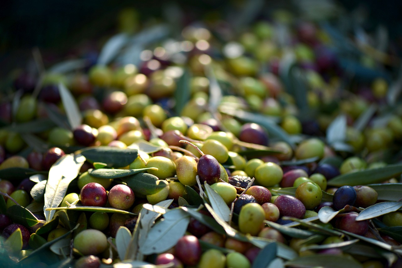 olives provence france free photo