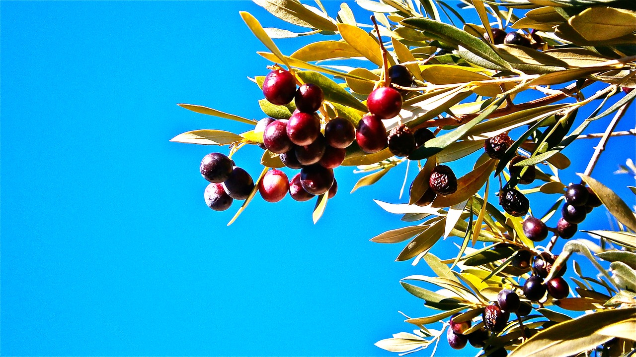 olives olivas fruit free photo