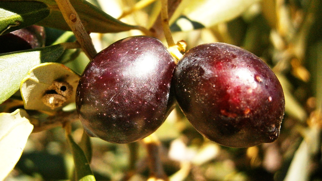 olives olivas fruit free photo