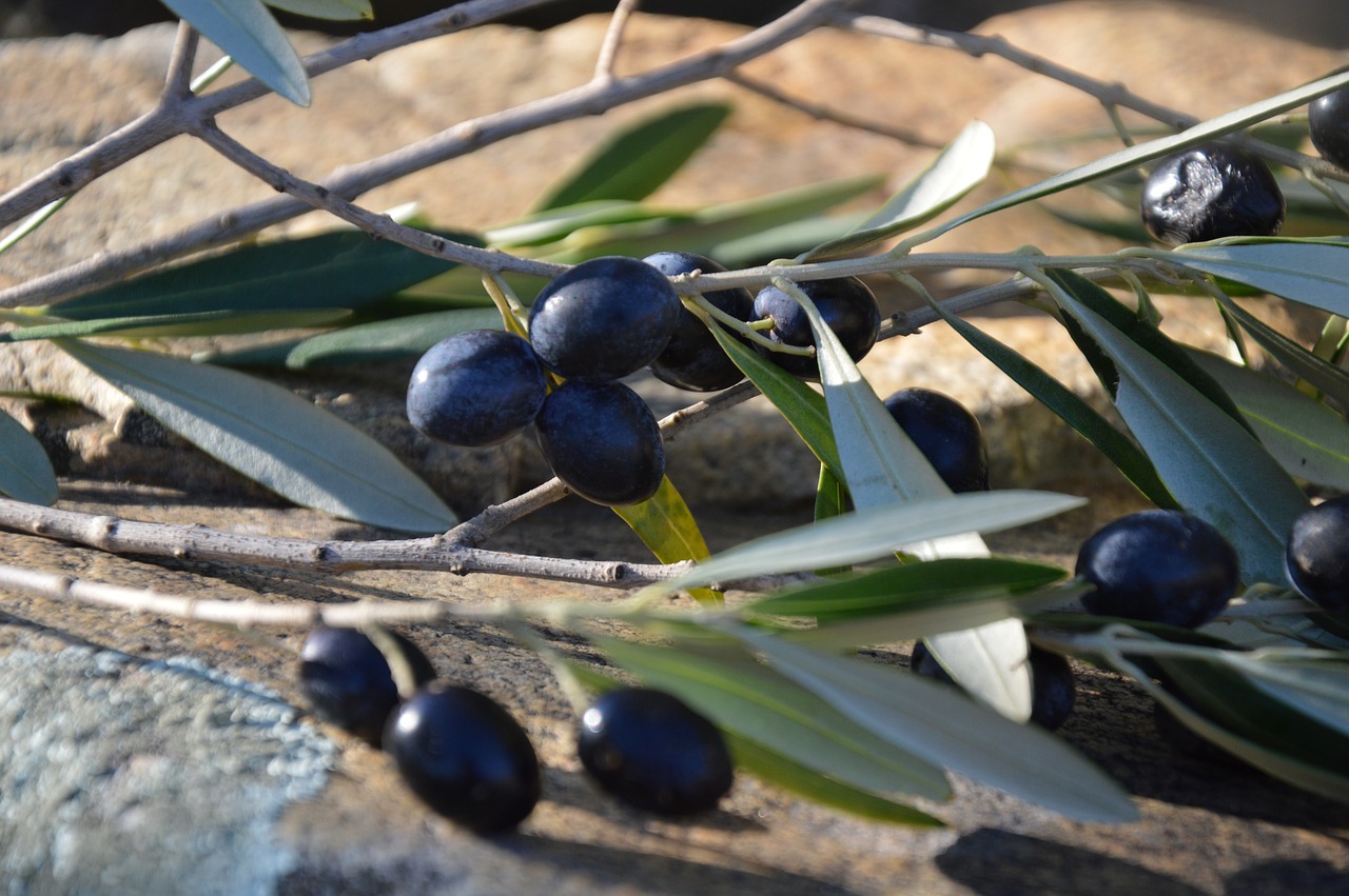 olives olives black olivier free photo