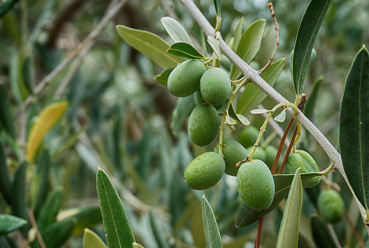 olives olive tree olive leaves branch free photo