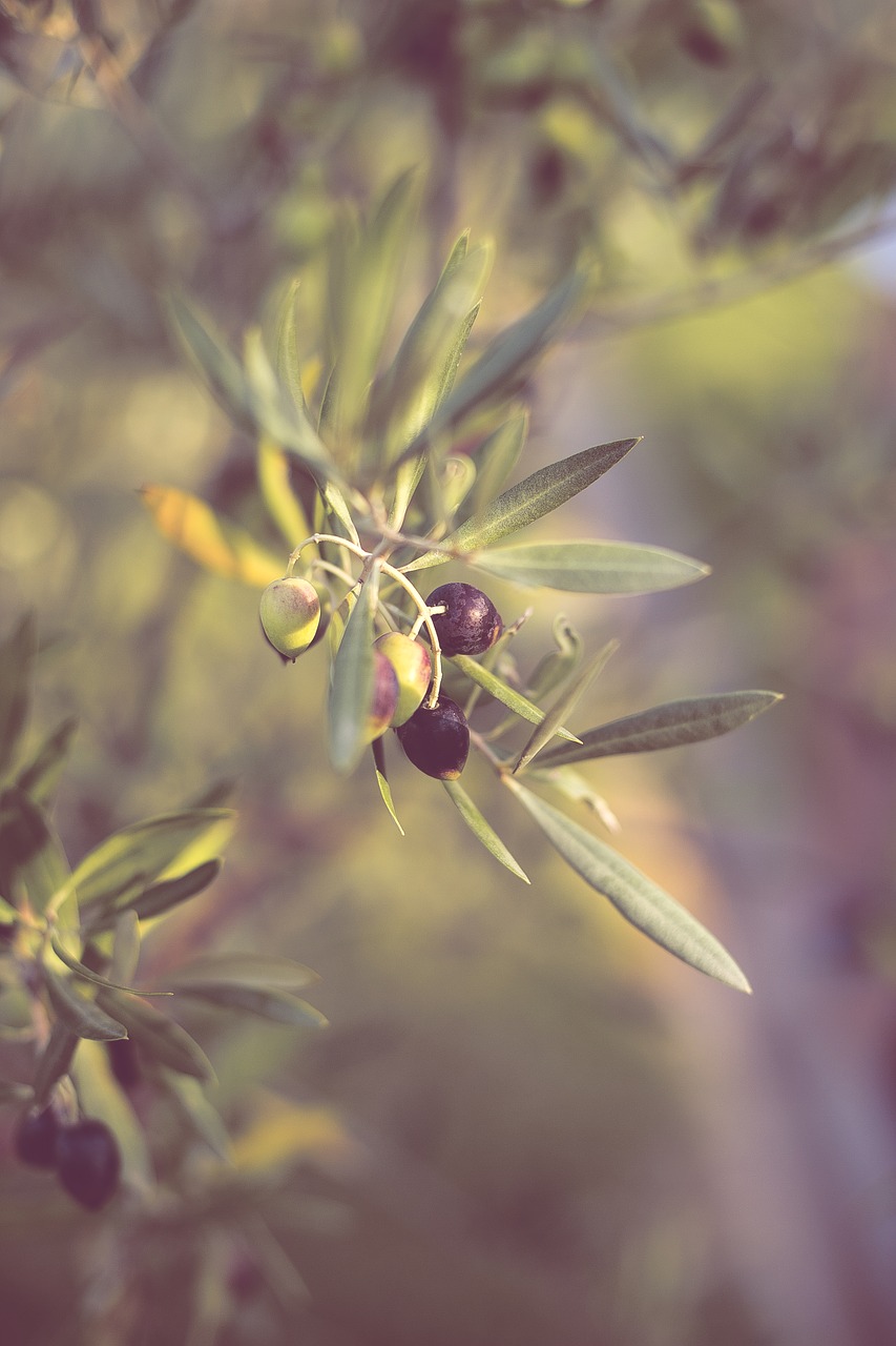 olives olive tree olive branch free photo