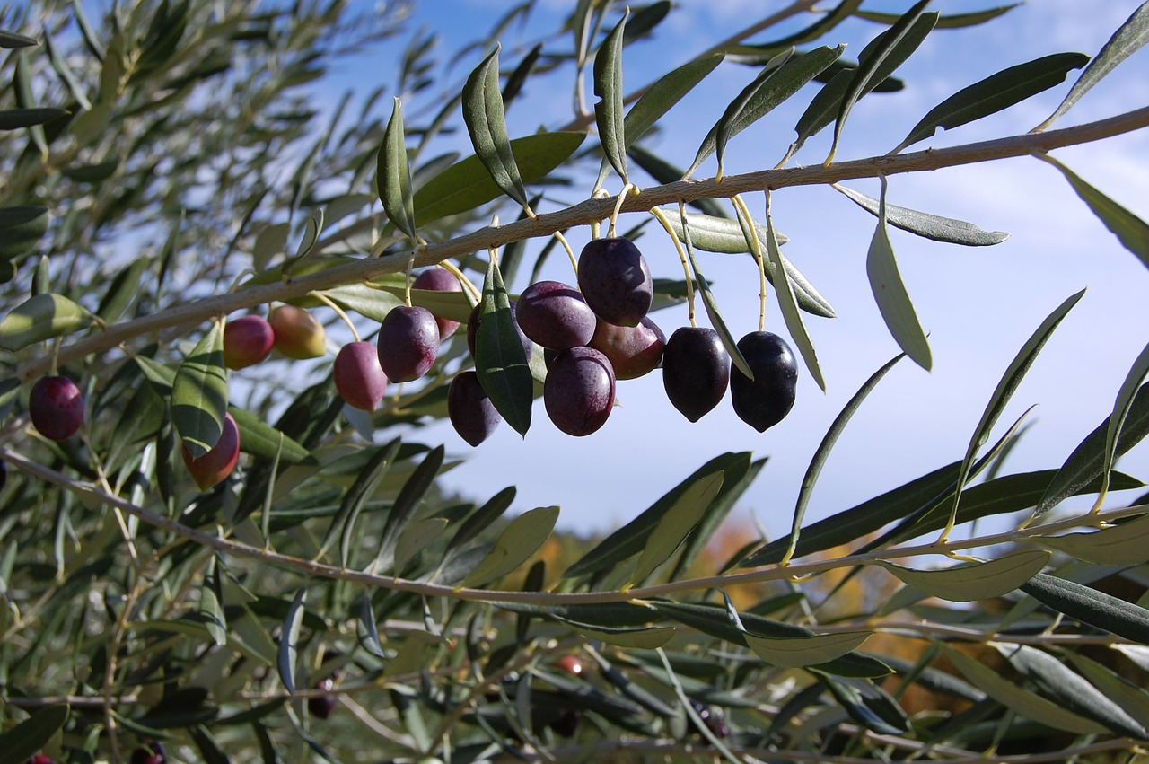 olives olive tree france free photo