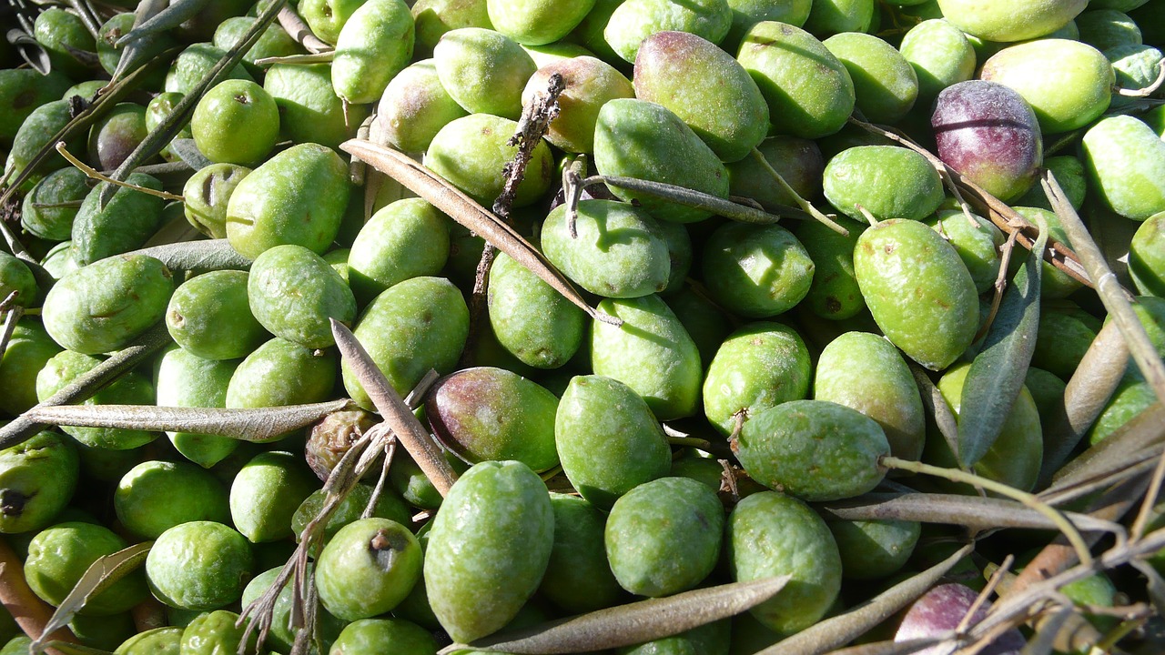 olives olive nature free photo