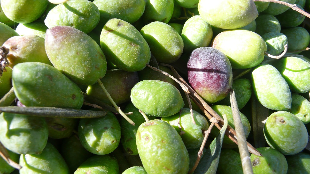 olives olive nature free photo