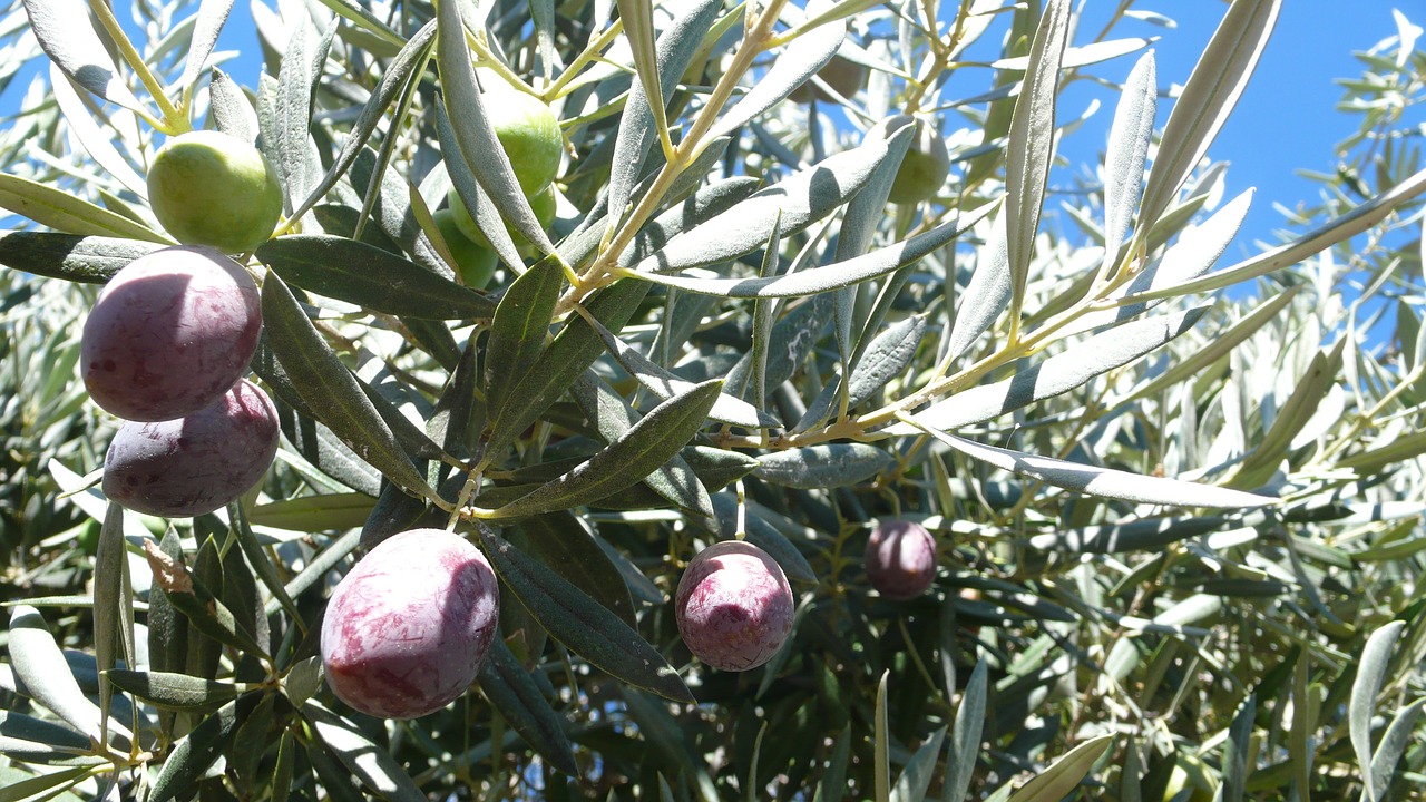 olives olive fruit free photo