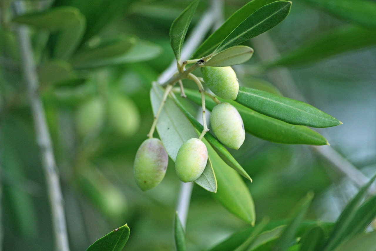 olives olive tree olive free photo