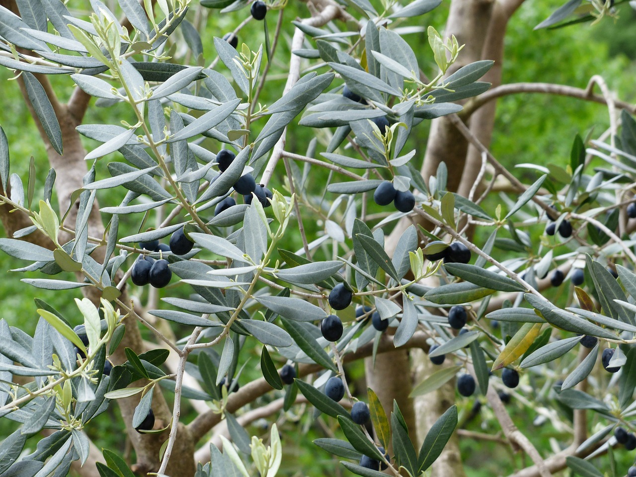 olives olive branch fruits free photo