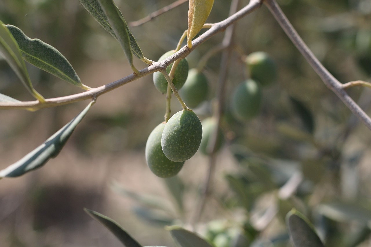 olives  olive branch  fruit free photo