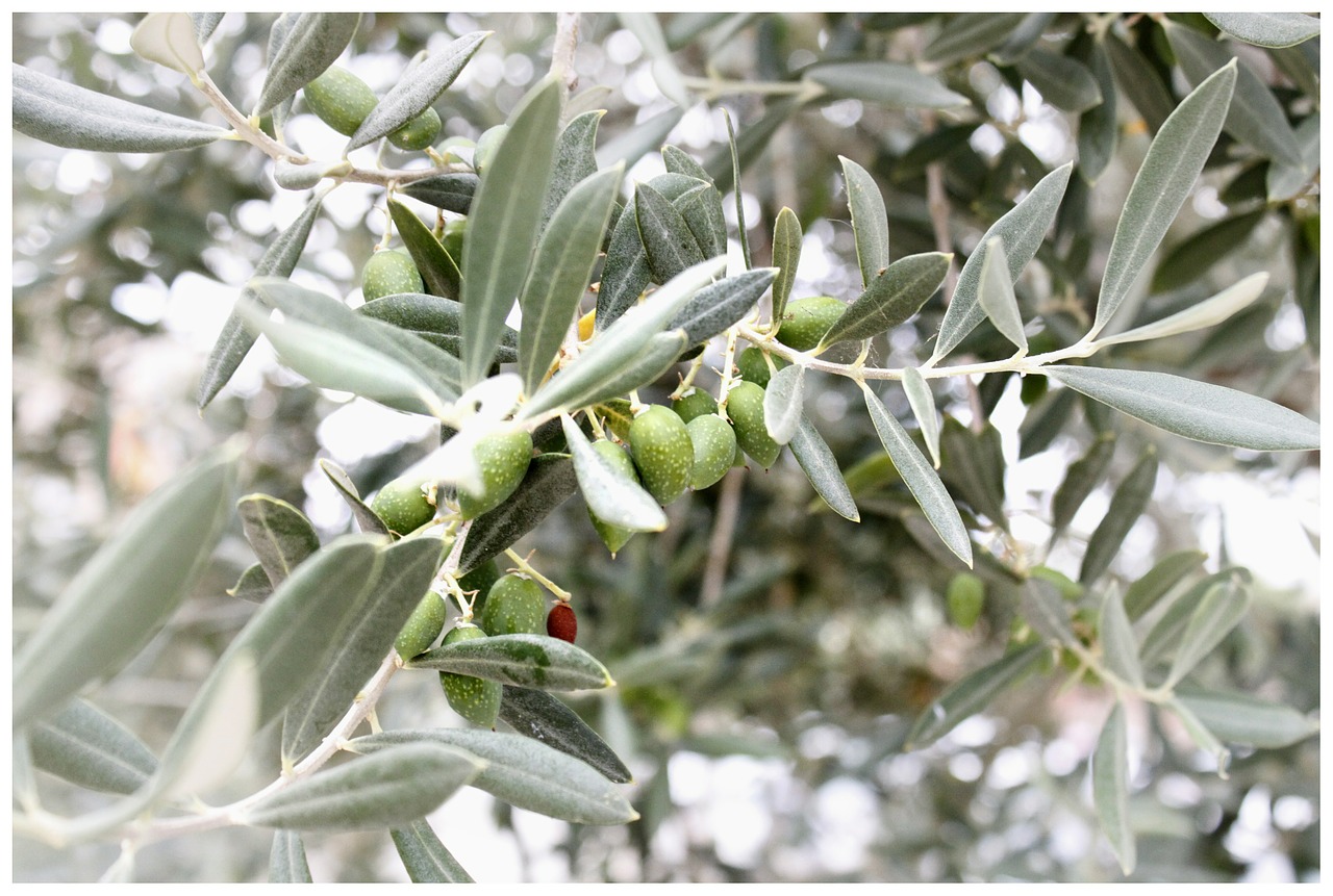 olives olive branch mediterranean free photo