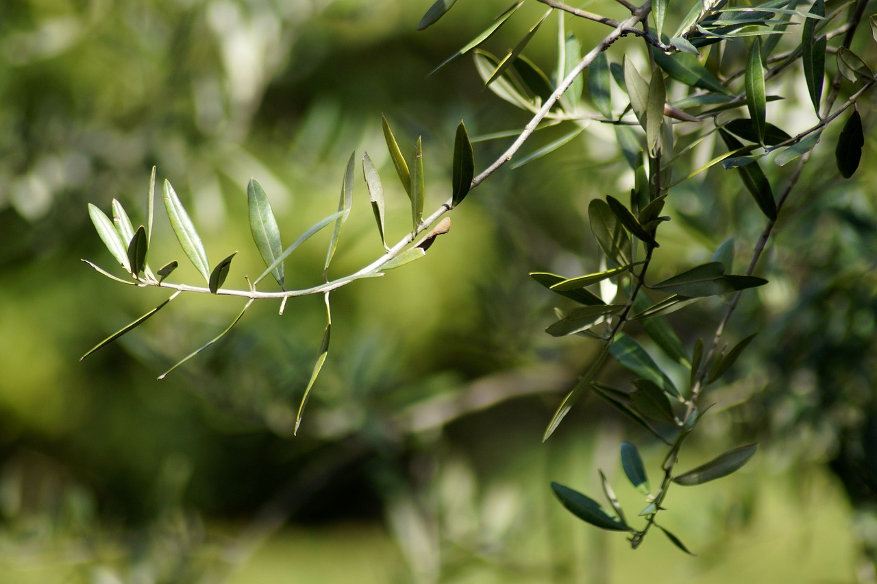olives  olive branch  fruits free photo