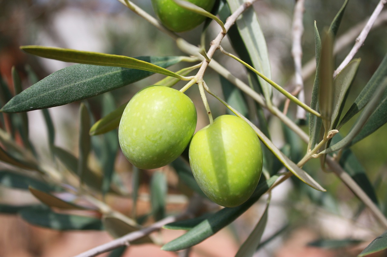 olives branch oil free photo