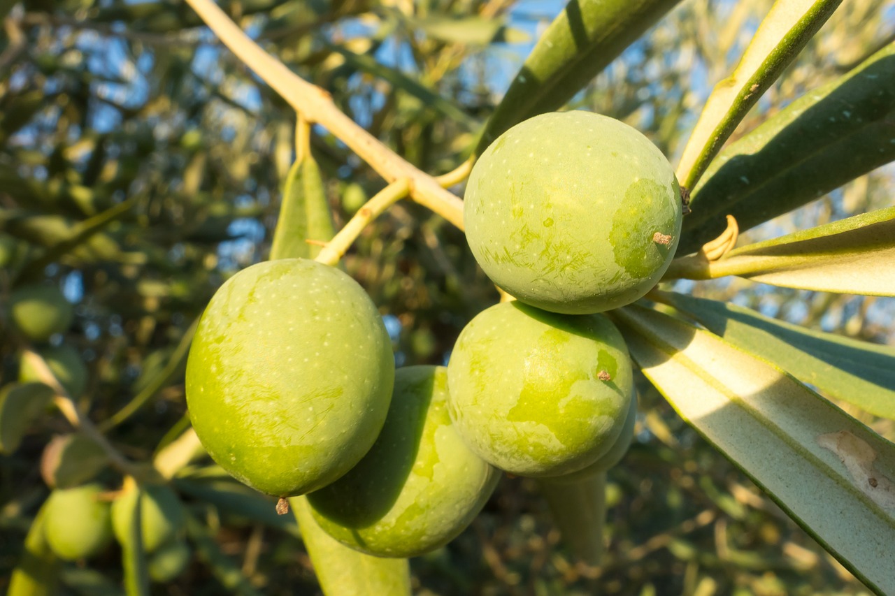 olives olivas see free photo