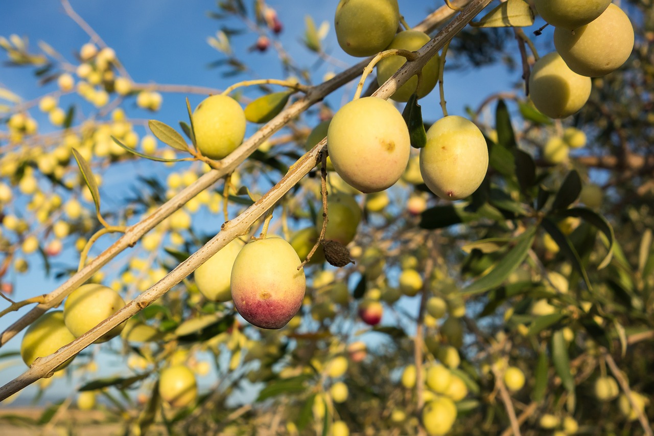 olives olivas olive free photo