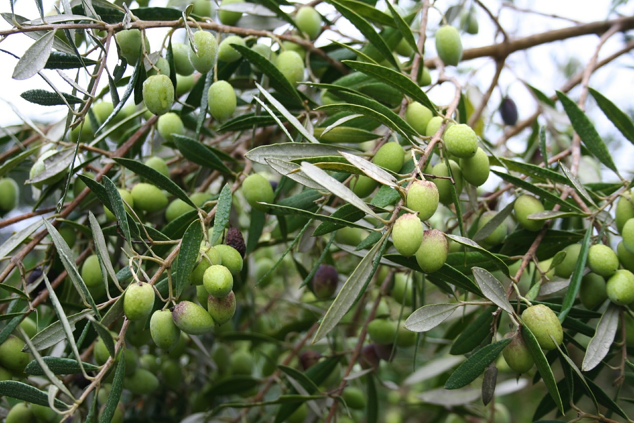 olives green olea europaea free photo
