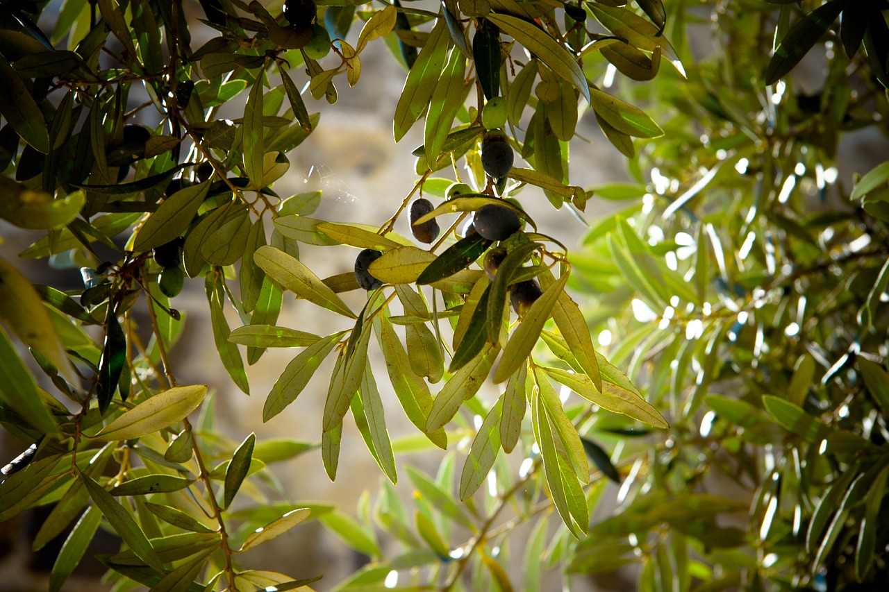 olives tree olive tree free photo