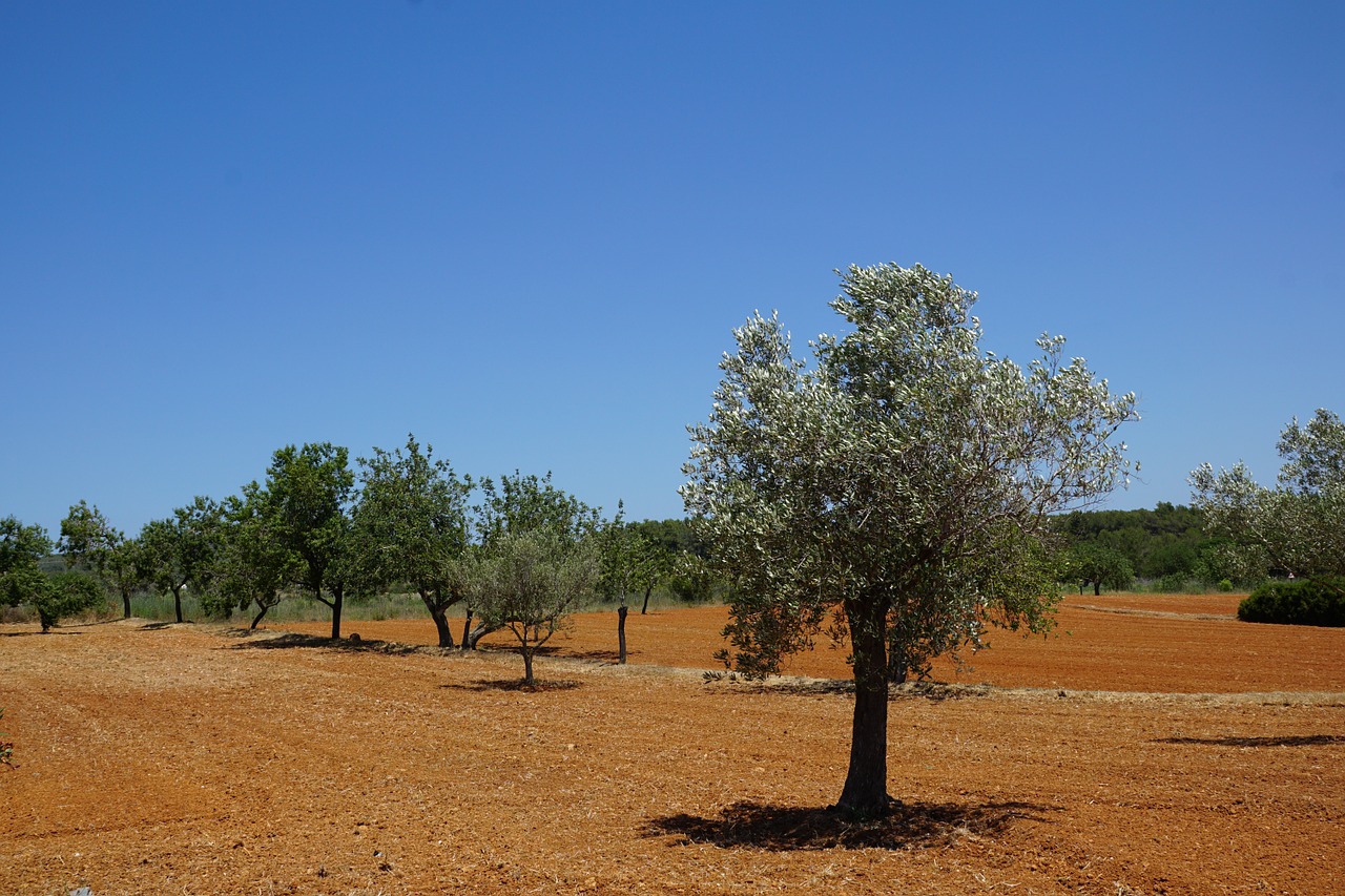 olives plantation agricultural free photo