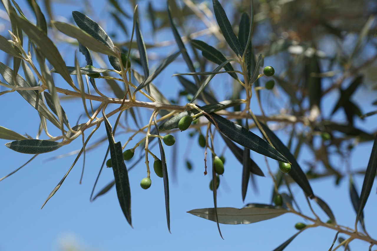 olives plantation agricultural free photo