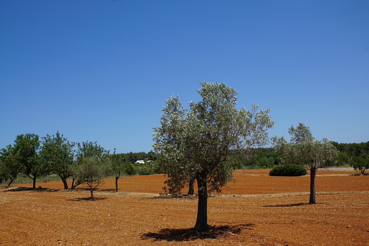 olives plantation agricultural free photo