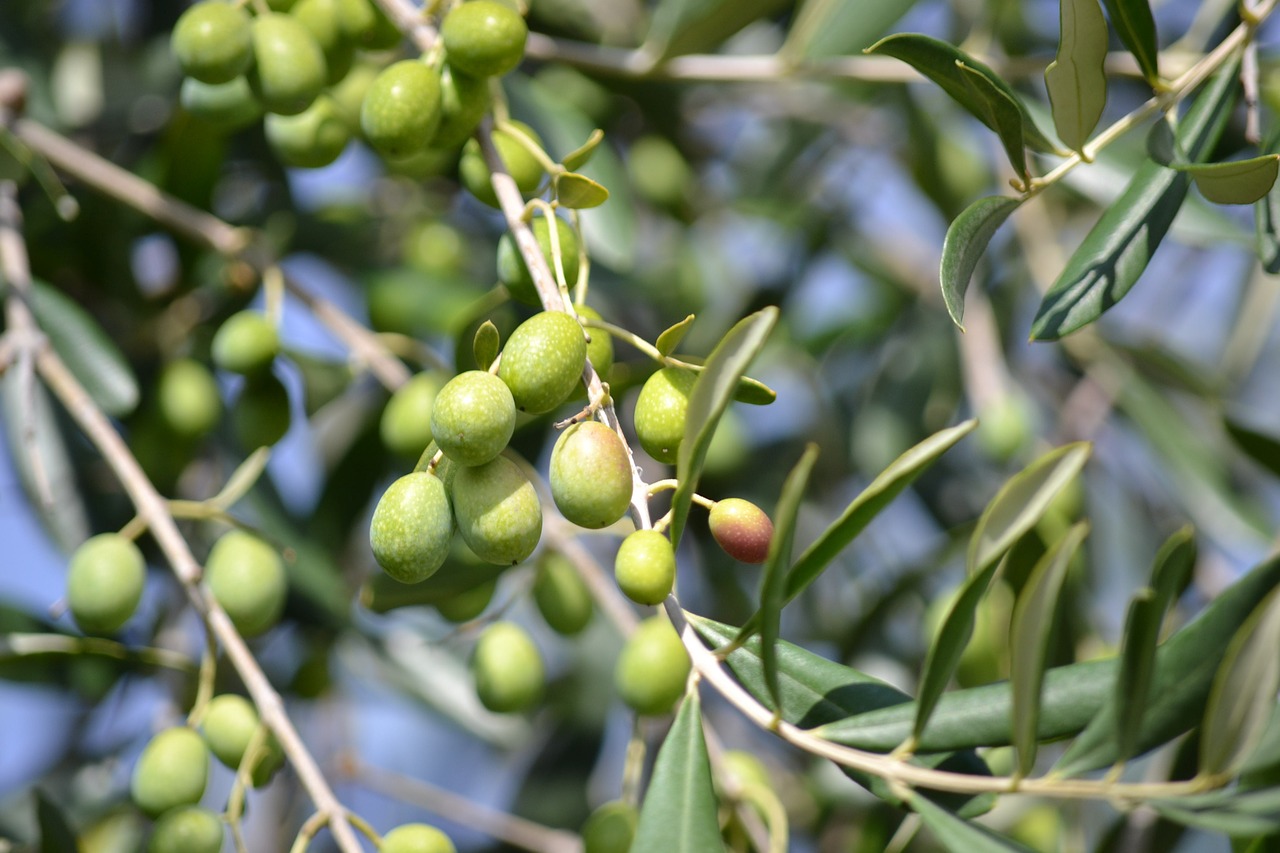 olives green olives olive grove free photo