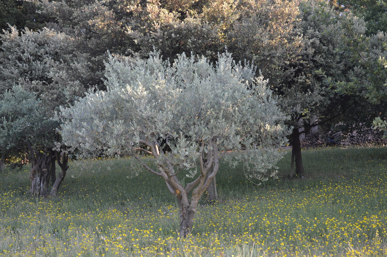olivier tree south free photo