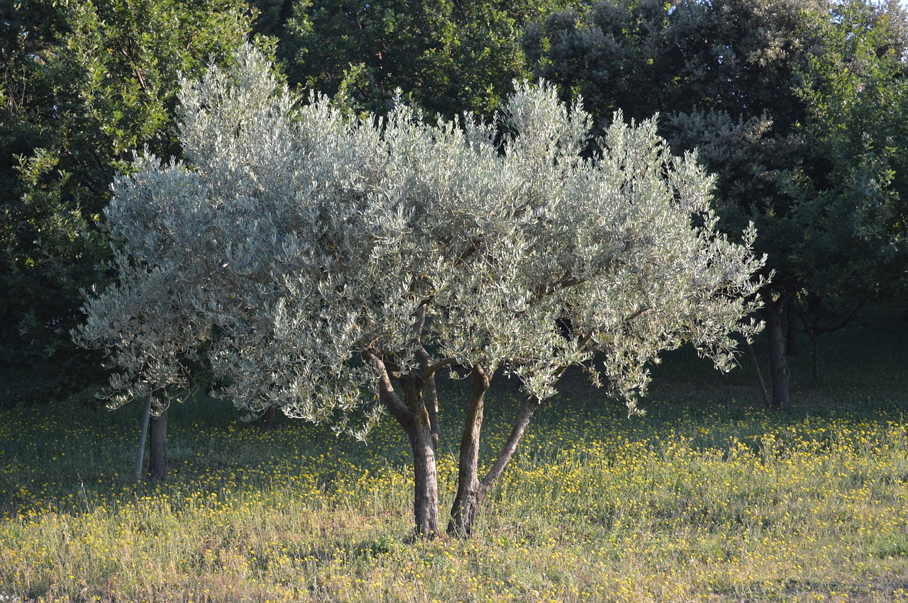 olivier tree nature free photo