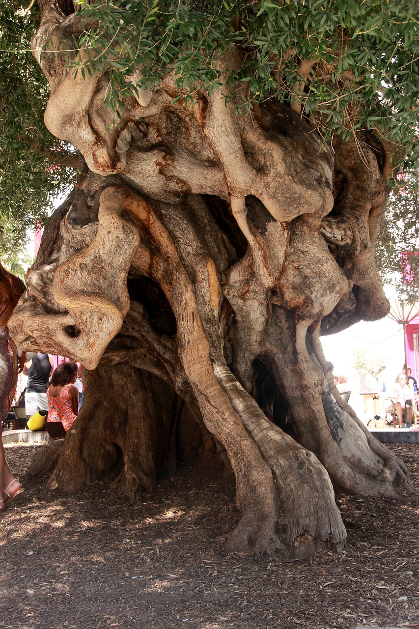 olivier olive tree tribe free photo