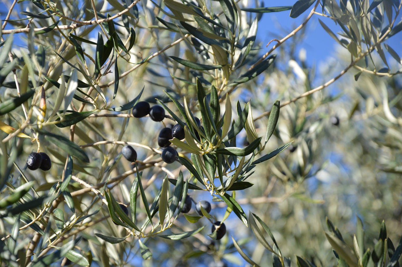 olivier olives black olives free photo
