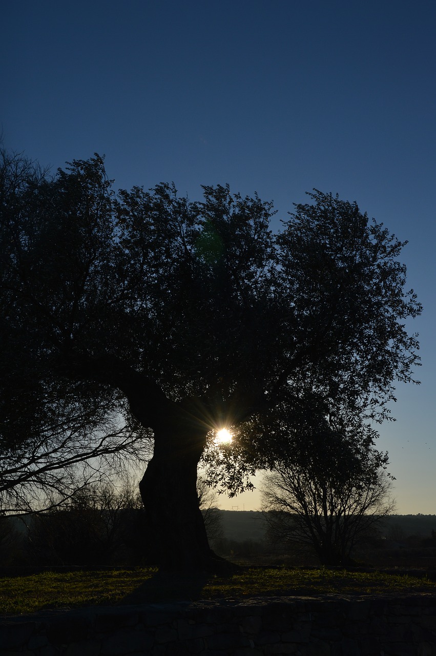 olivier tree sun free photo